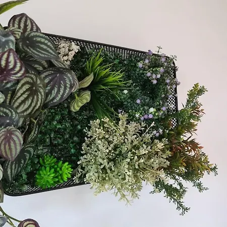 Primorka Oleander 실로